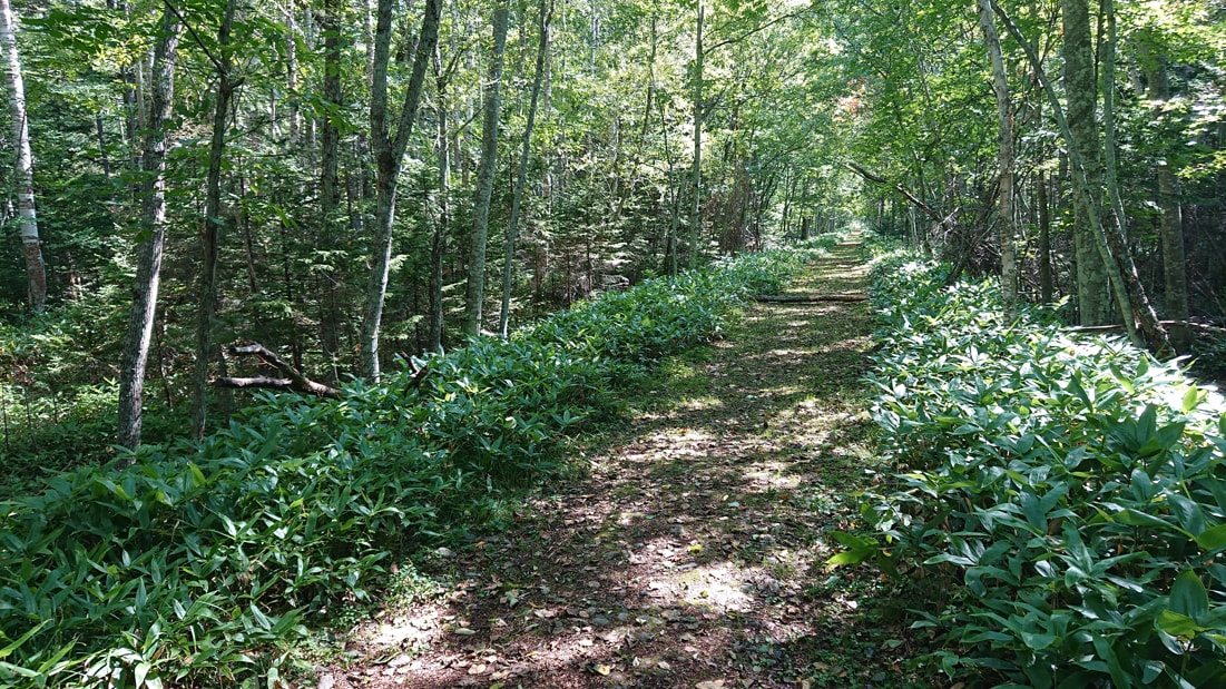 タウシュベツ川橋梁5