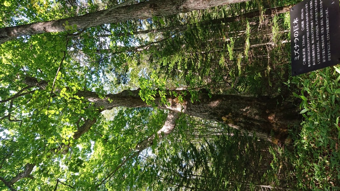 タウシュベツ川橋梁6