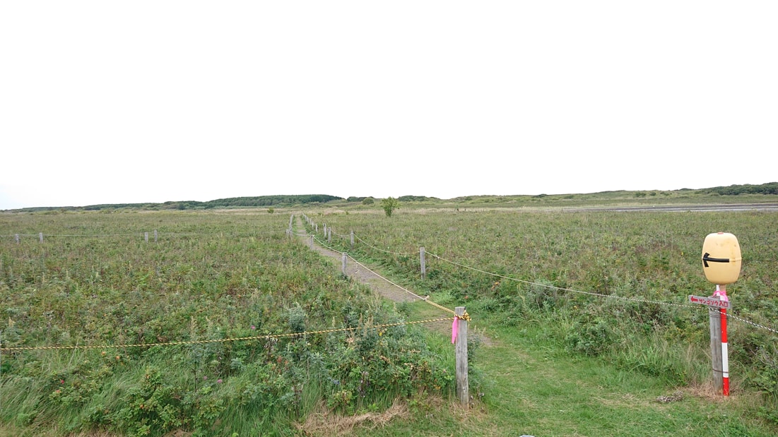 ワッカ原生花園7