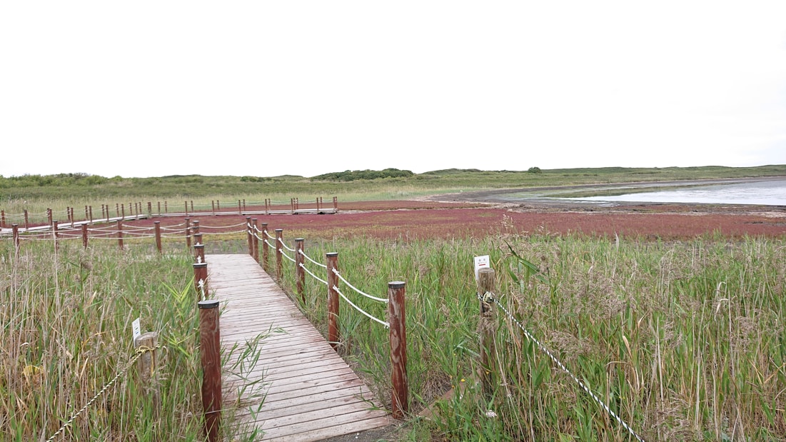 ワッカ原生花園8