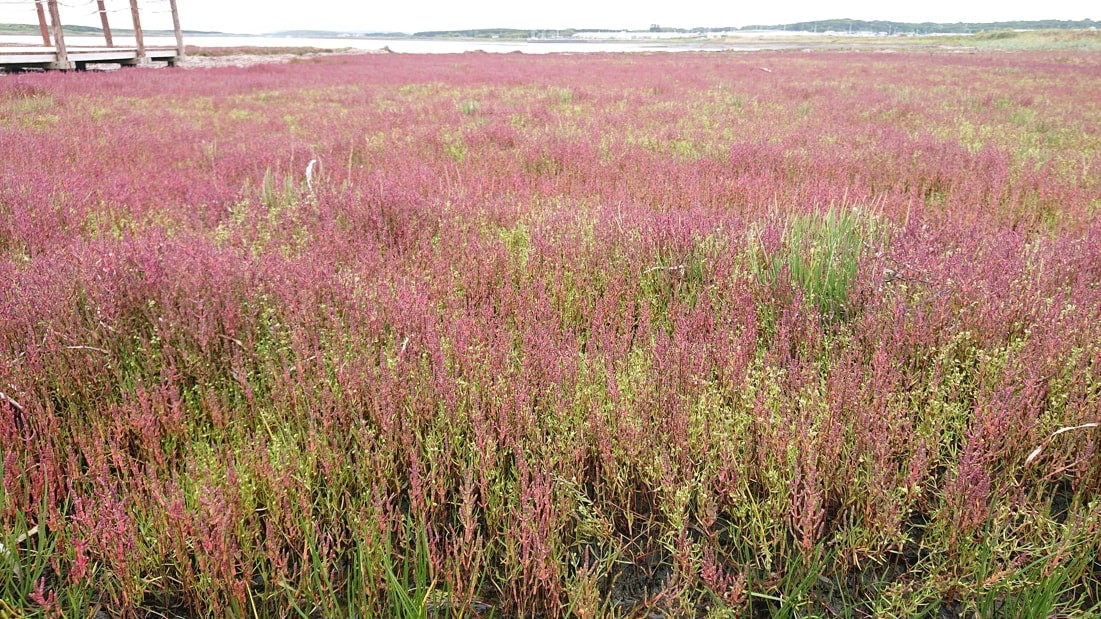 ワッカ原生花園9