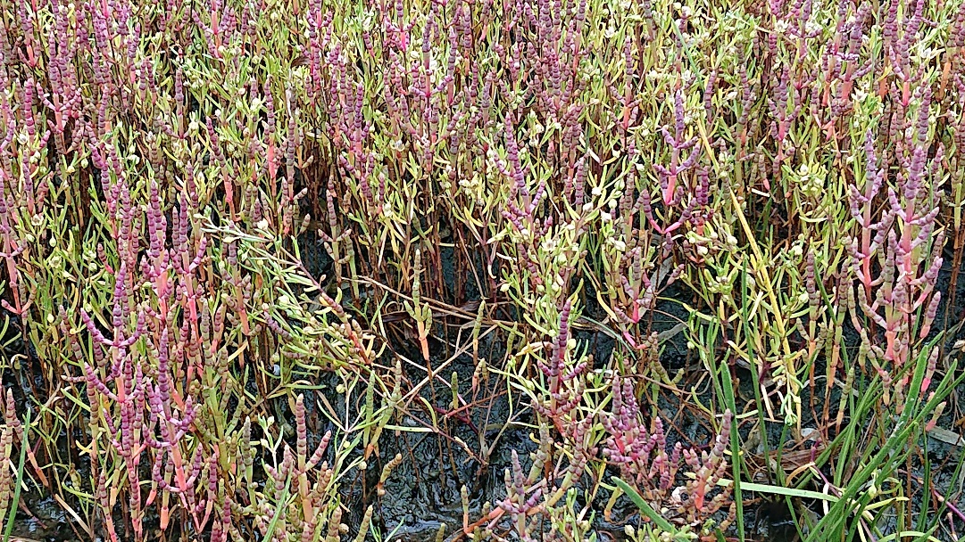 ワッカ原生花園10