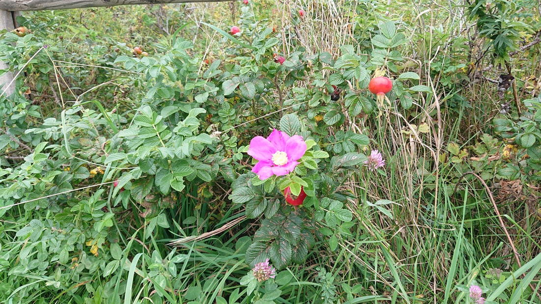 ワッカ原生花園19