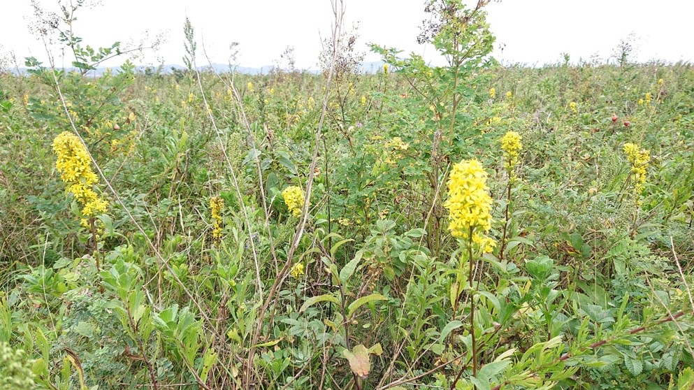 ワッカ原生花園20