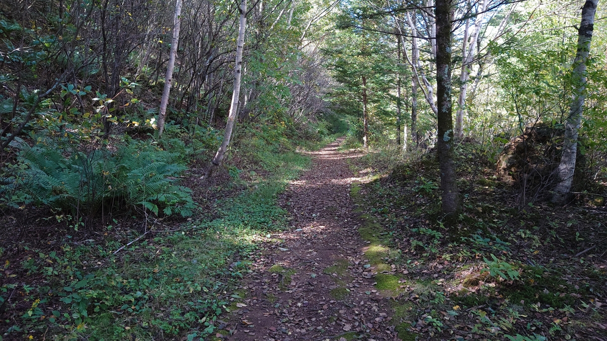 チャツボミゴケ公園10