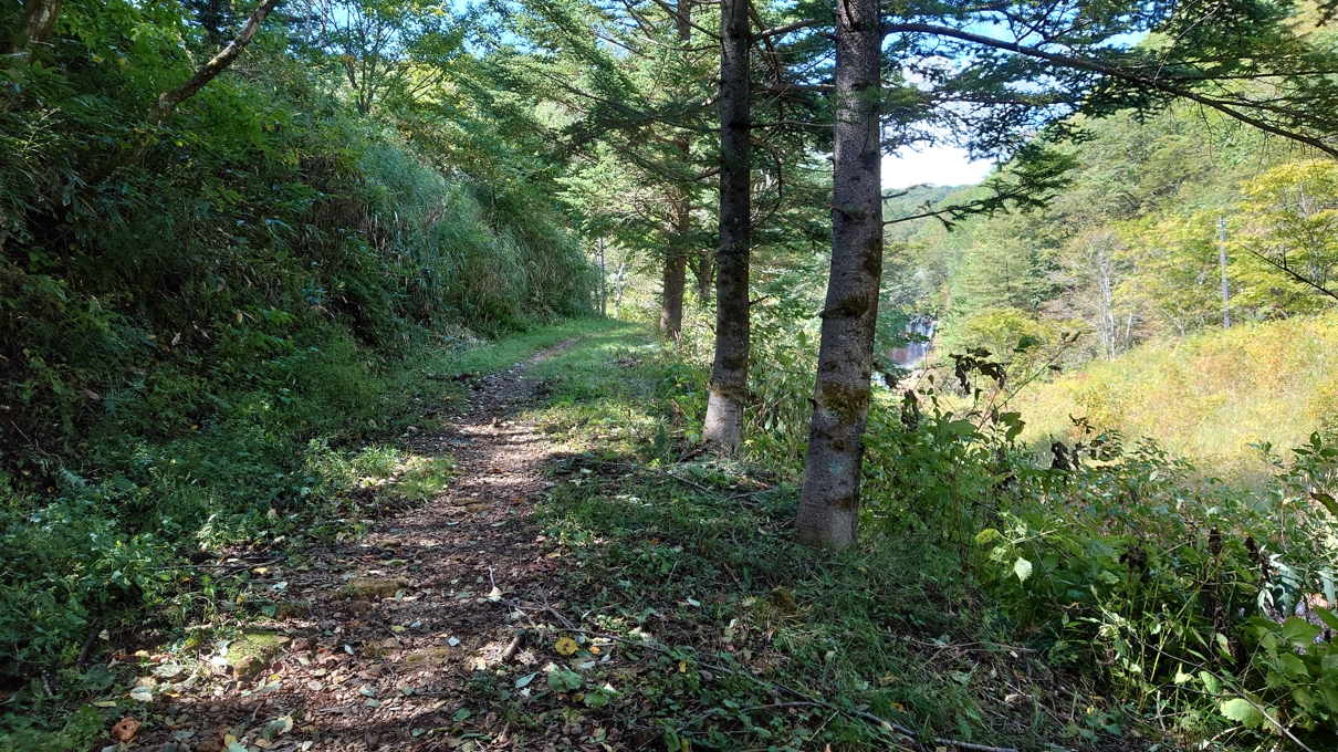 チャツボミゴケ公園11