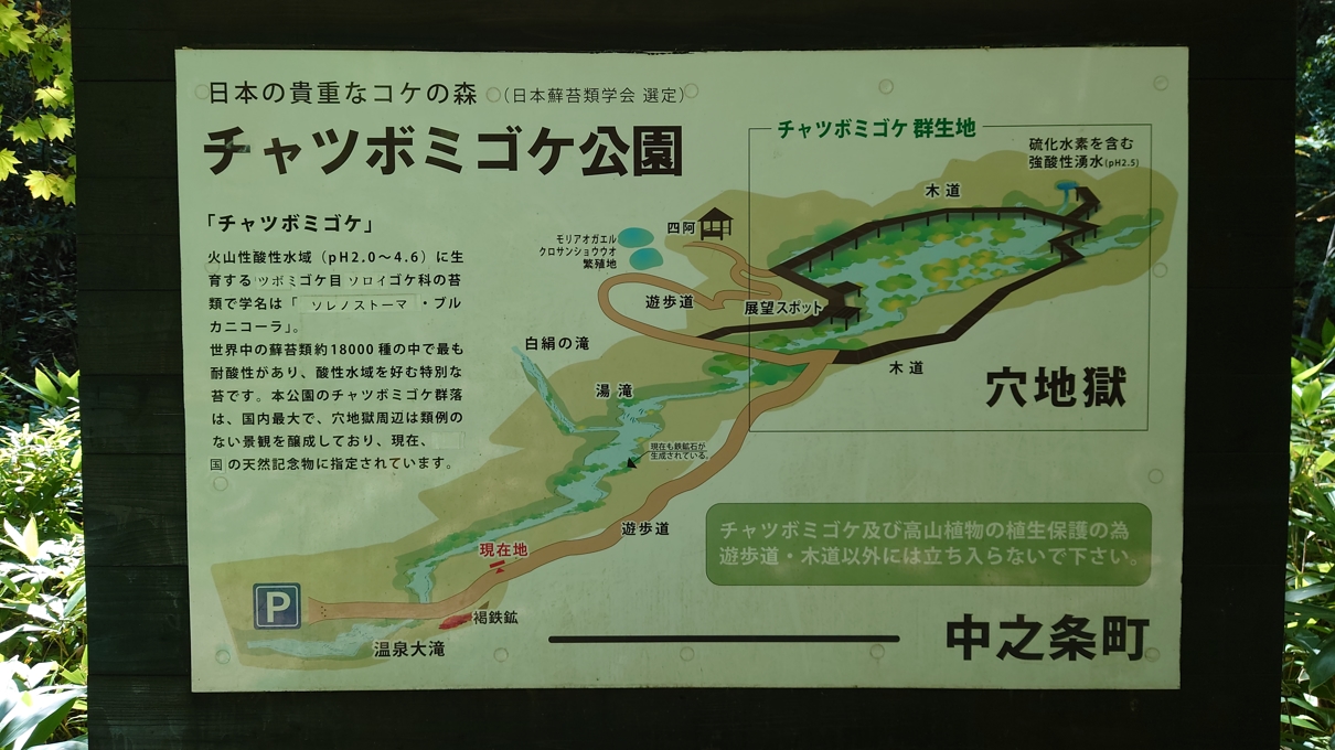 チャツボミゴケ公園13