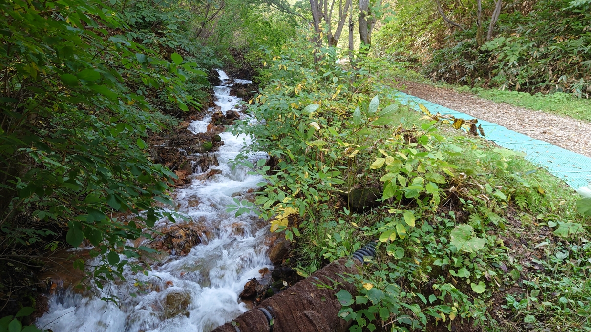 チャツボミゴケ公園17