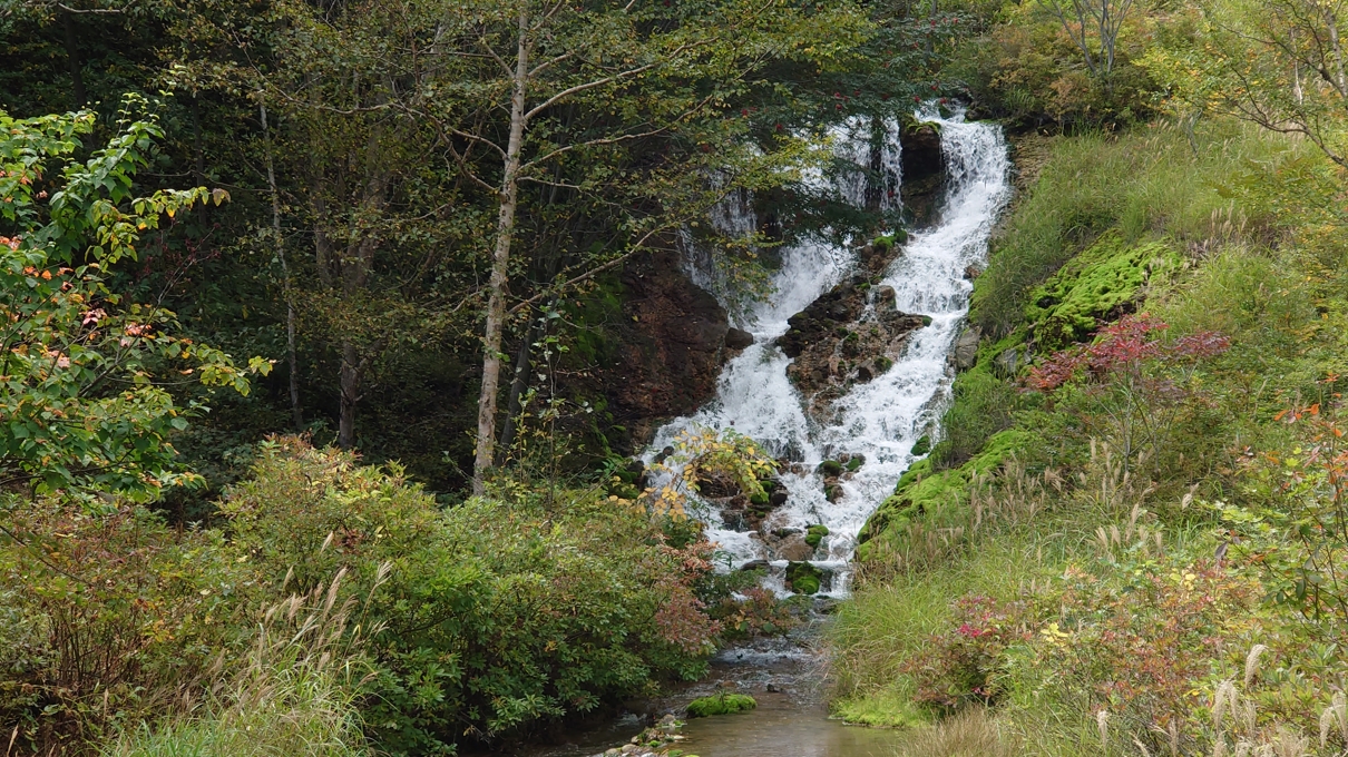 チャツボミゴケ公園21