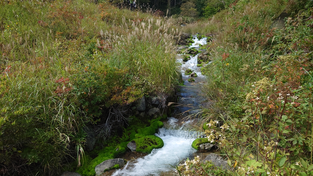 チャツボミゴケ公園23