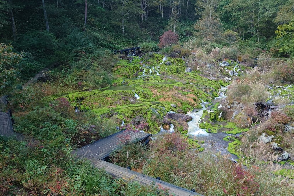 チャツボミゴケ公園24