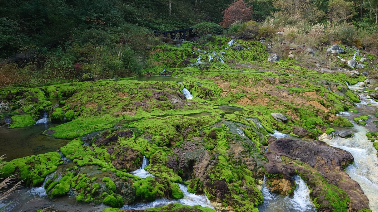 チャツボミゴケ公園25