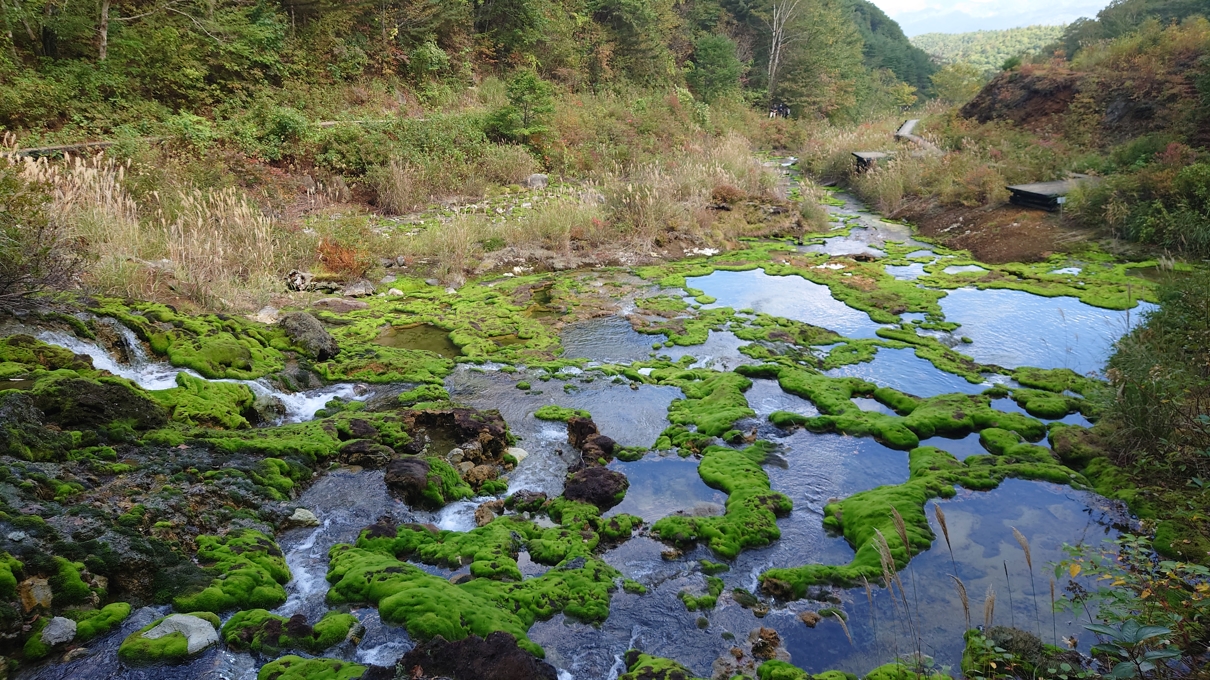 チャツボミゴケ公園26