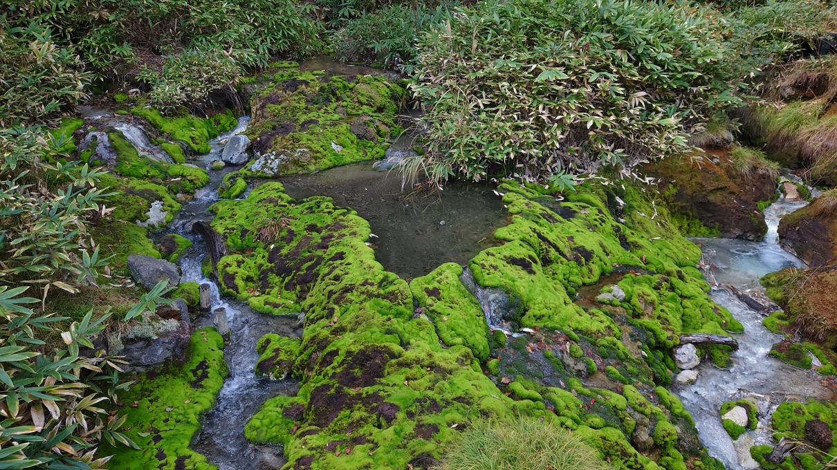 チャツボミゴケ公園27