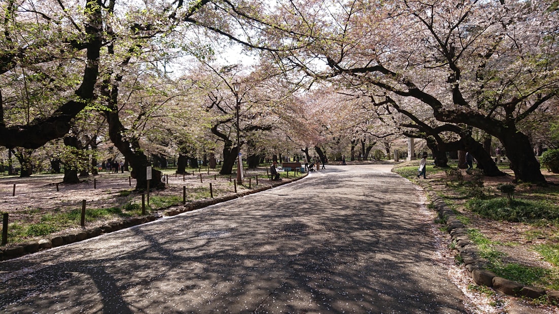 氷川神社15