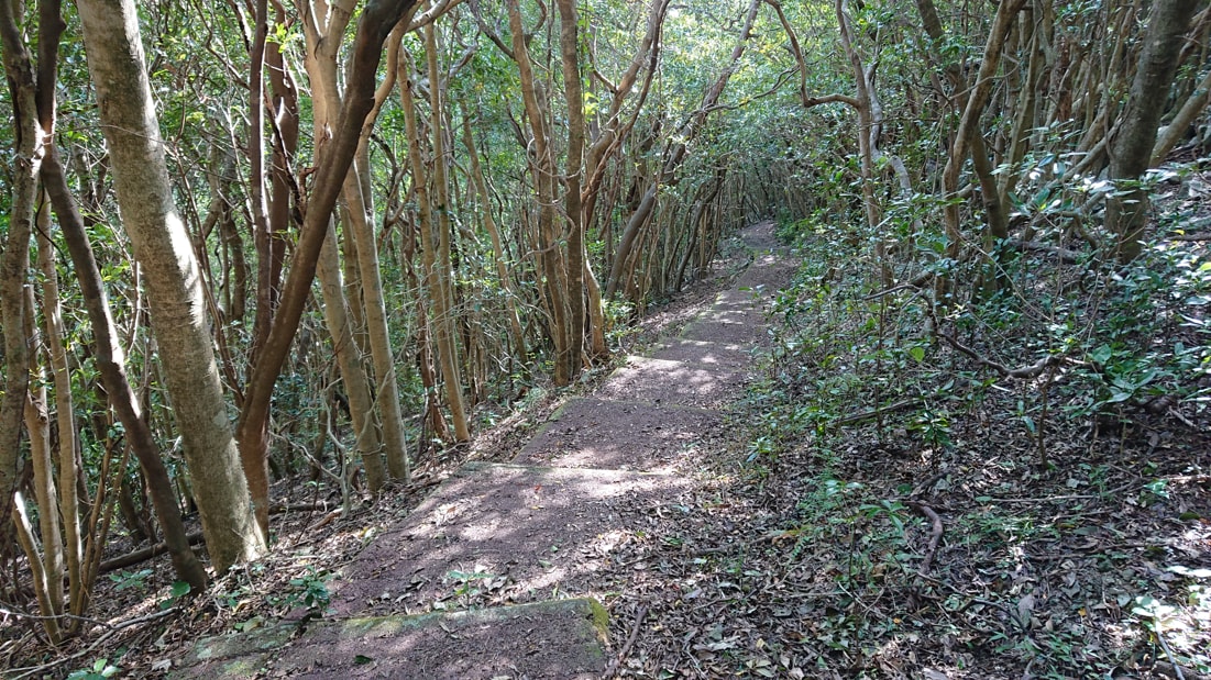 大堂山展望台13