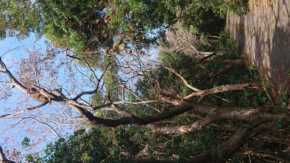 大堂山展望台16