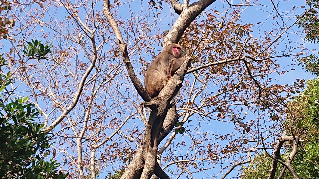 大堂山展望台17