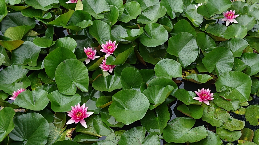 高山稲荷神社21