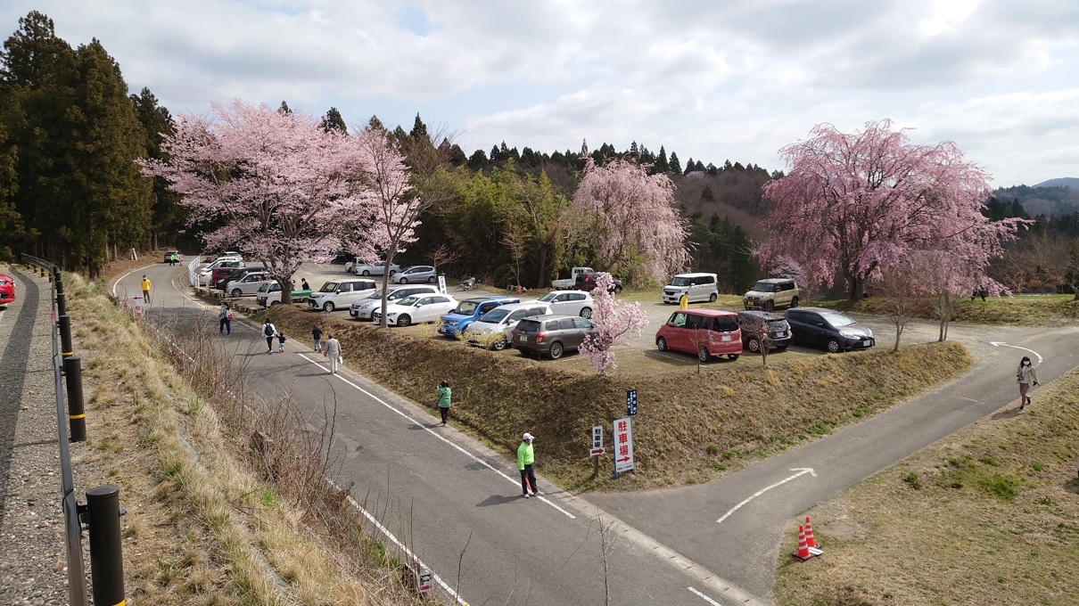 合戦場のしだれ桜1