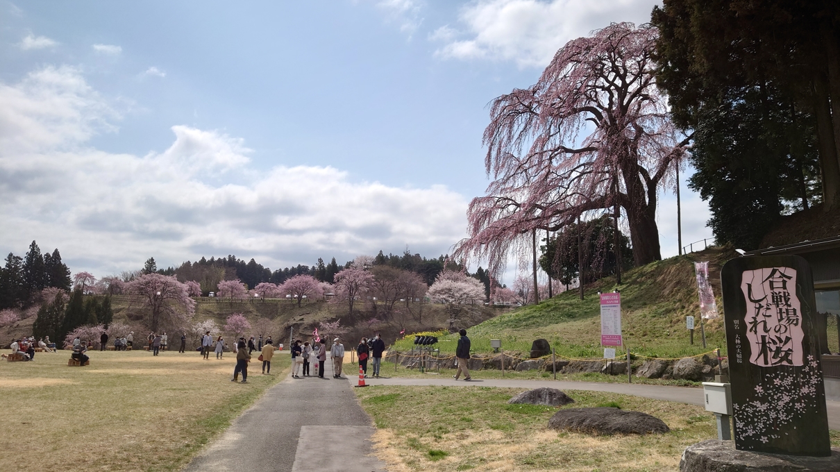 合戦場のしだれ桜2