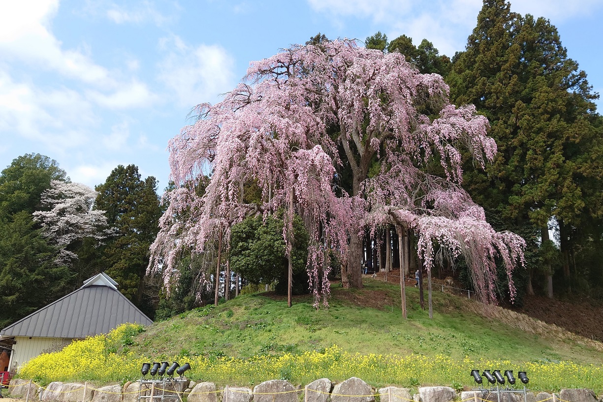 合戦場のしだれ桜3