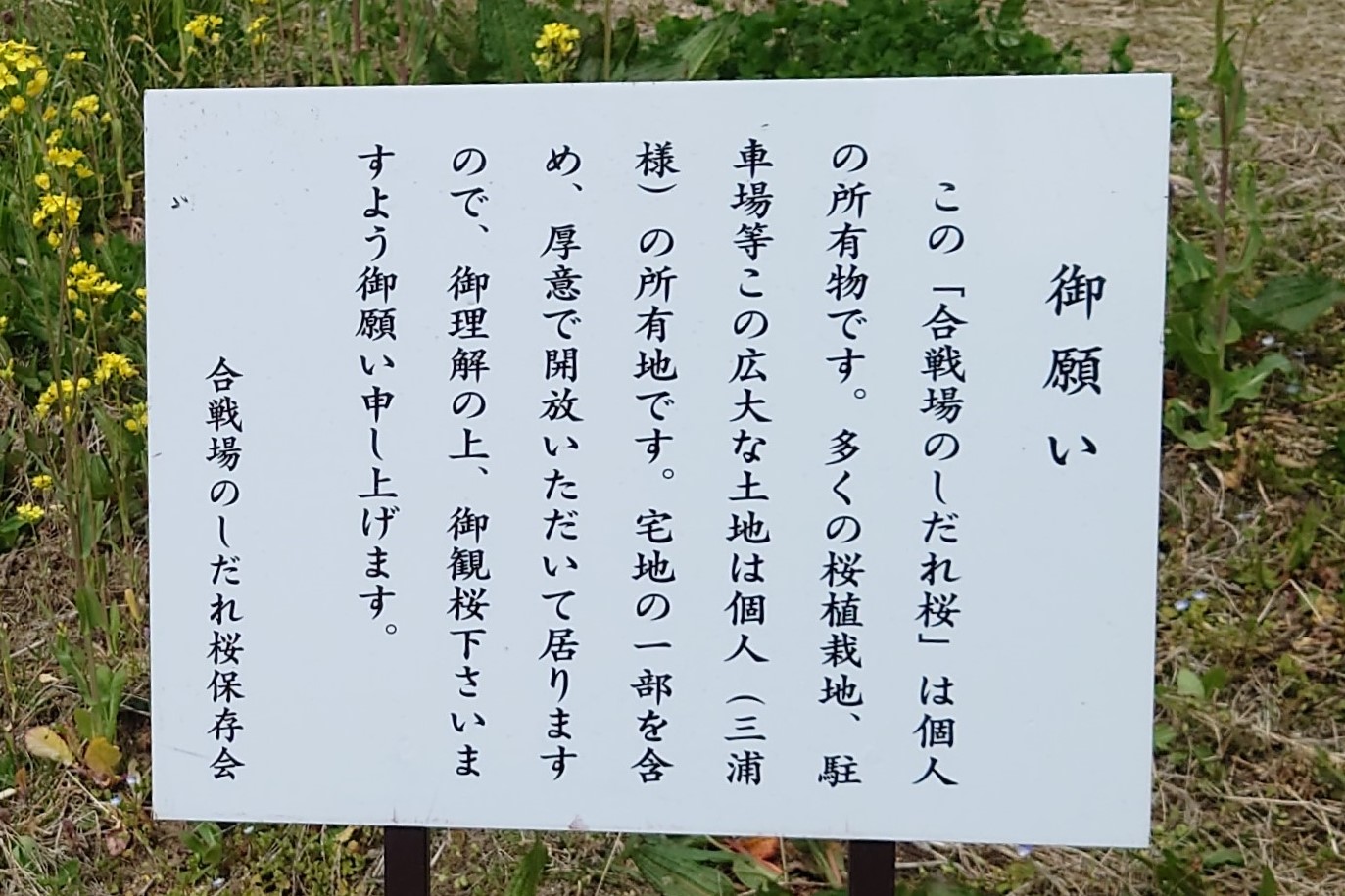 合戦場のしだれ桜4