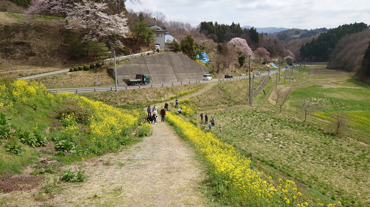 合戦場のしだれ桜5