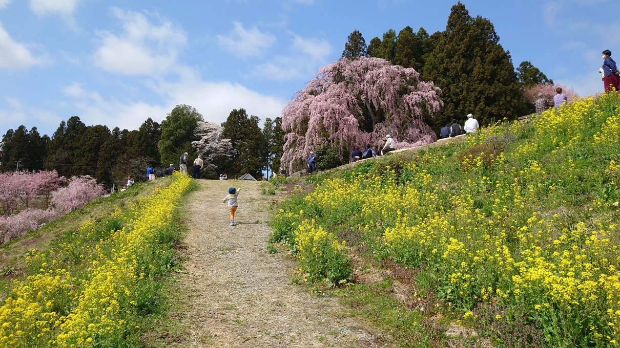 合戦場のしだれ桜6