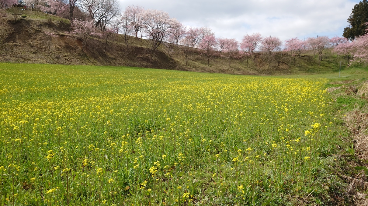 合戦場のしだれ桜7
