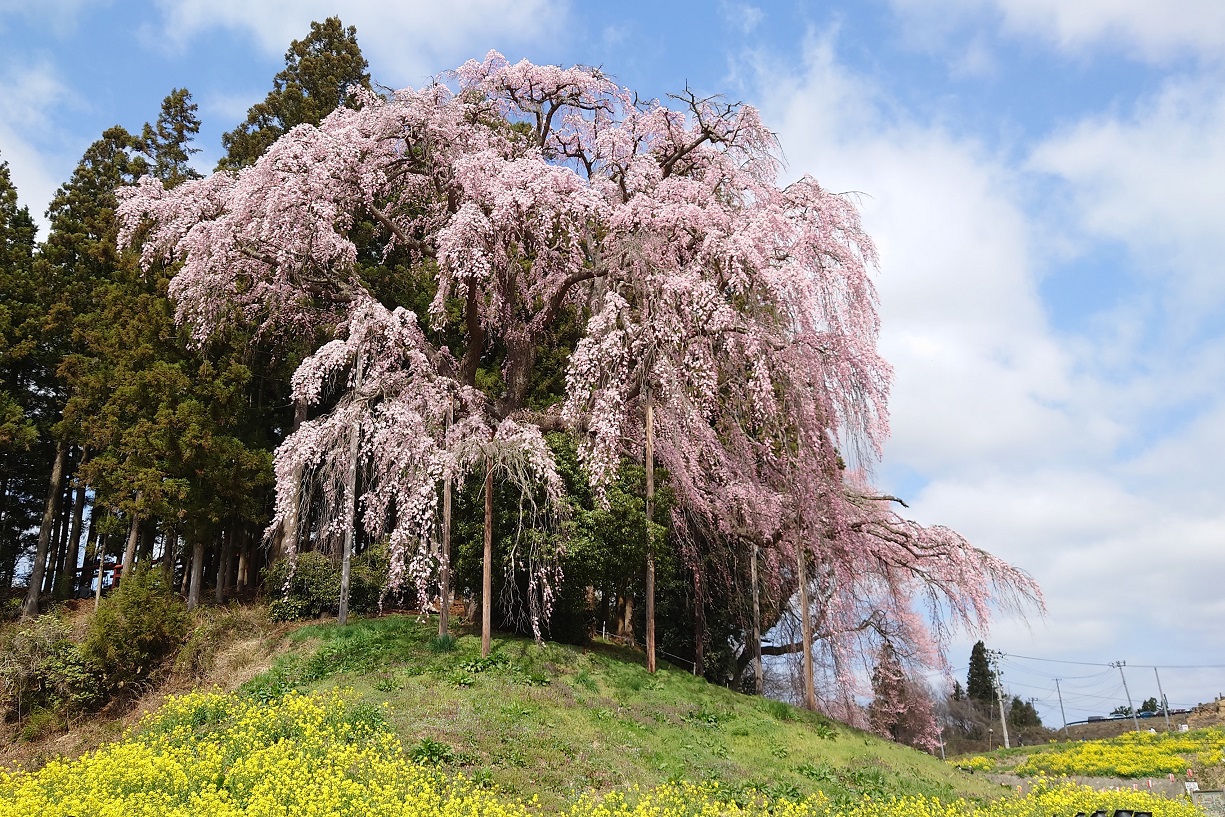 合戦場のしだれ桜8