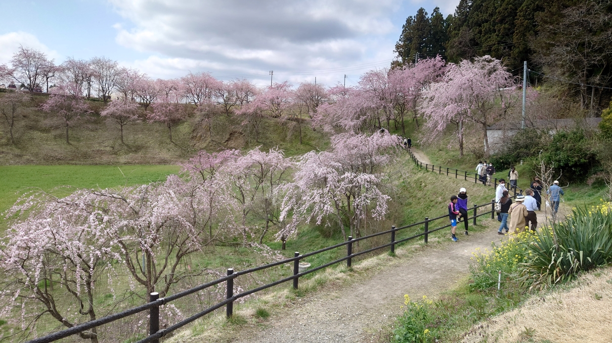 合戦場のしだれ桜9