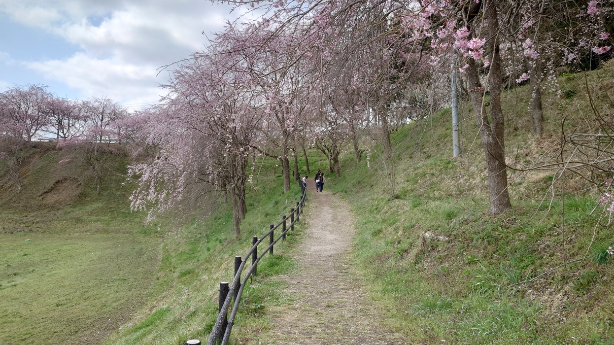 合戦場のしだれ桜10