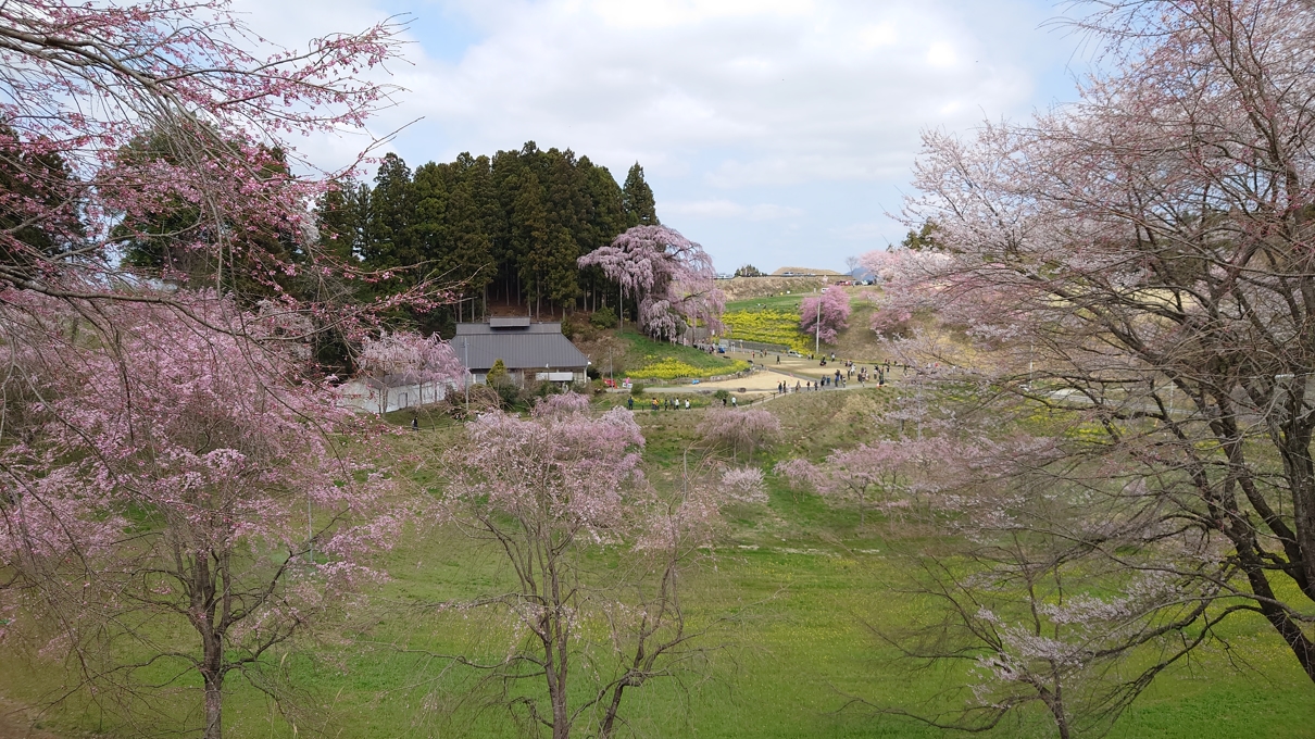 合戦場のしだれ桜11