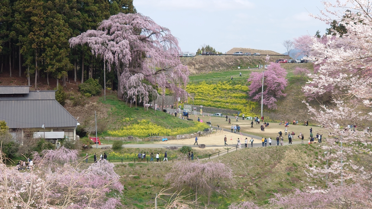 合戦場のしだれ桜12