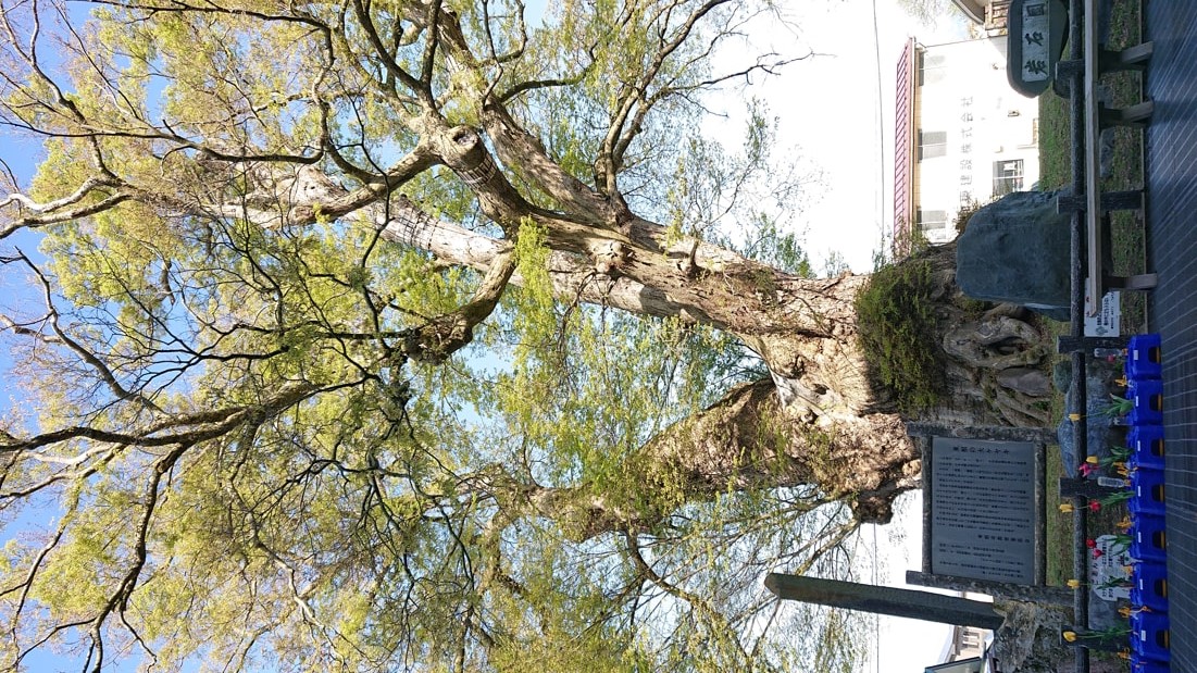 大ケヤキ6
