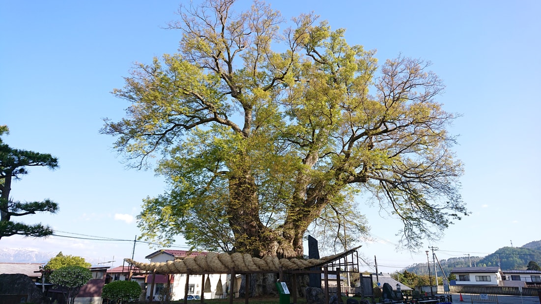 大ケヤキ8