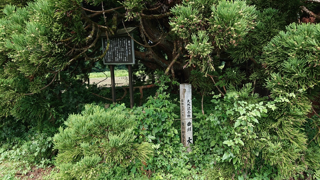 小杉の大杉6