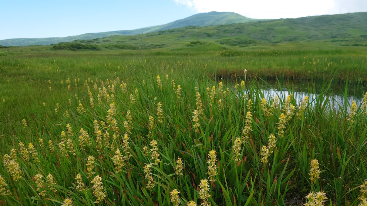 弥陀ヶ原湿原10