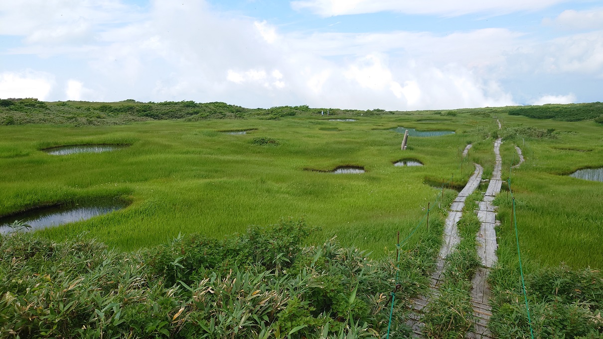 弥陀ヶ原湿原12