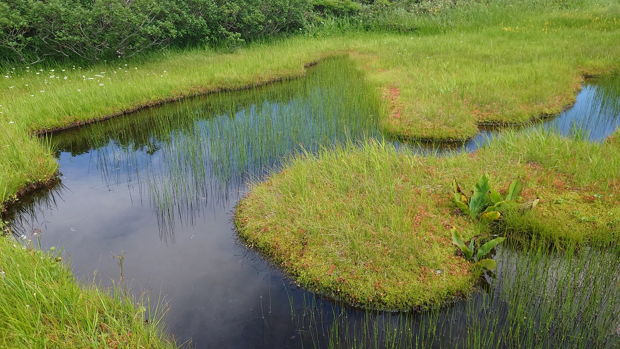 弥陀ヶ原湿原14