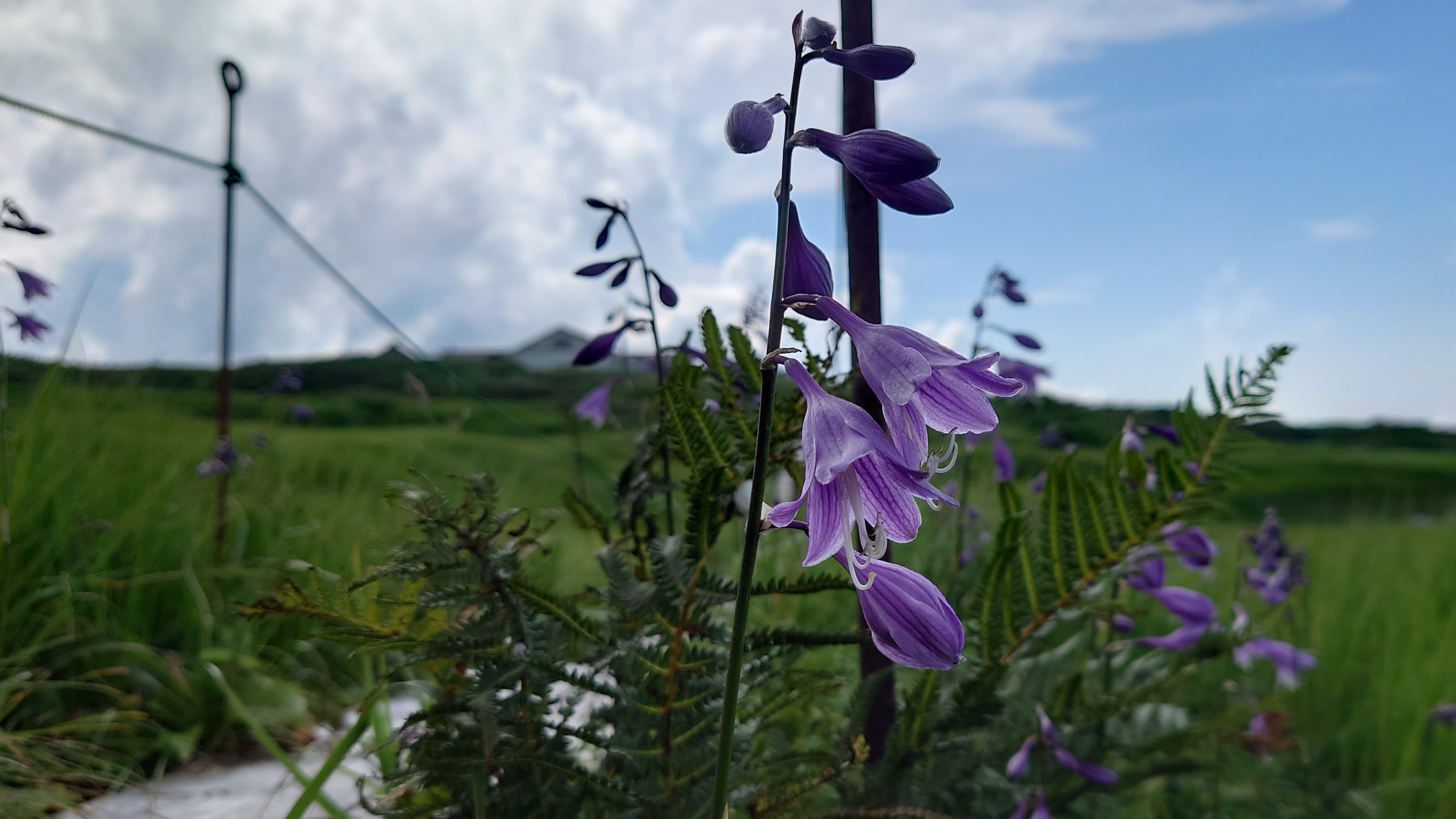 弥陀ヶ原湿原15b
